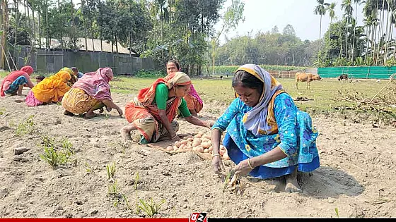 পুরুষদের সমান কাজ করলেও, একই মজুরি পান না কুড়িগ্রামের নারীরা 