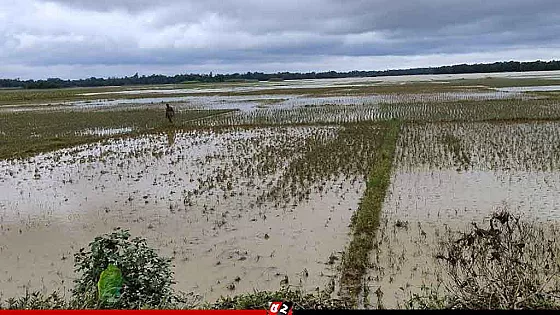 ফেনীর বন্যায় কৃষি খাতেই ক্ষতি ৪৫১ কোটি ২০ লাখ টাকা