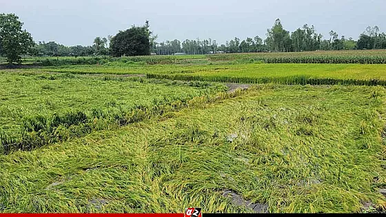 কালবৈশাখী ঝড়ে ফসল ও মৌসুমি ফলের ব্যাপক ক্ষতি
