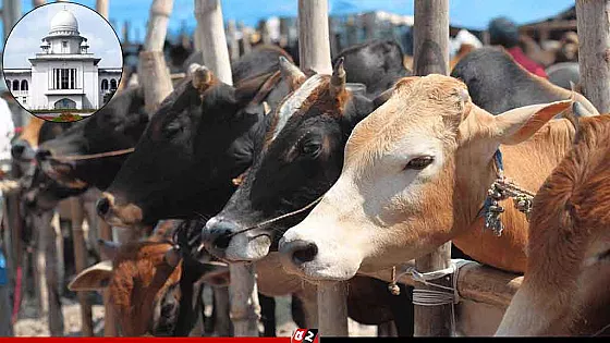 মেরাদিয়ায় এবার বসবে না গরুর হাট : হাইকোর্ট