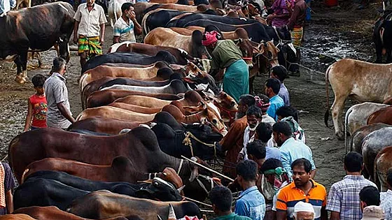 আফতাবনগরে বসানো যাবে না গরুর হাট : হাইকোর্ট