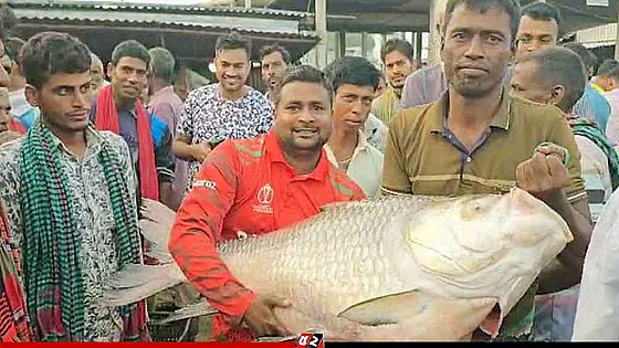 ৩২ কেজির কাতল ৫২ হাজার টাকা