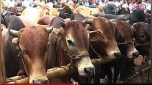 ঢাকায় কোরবানির ১৯ হাট, তালিকায় নেই আফতাবনগর-মেরাদিয়া