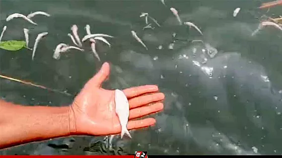 মেঘনায় ভেসে উঠছে ইলিশসহ বিভিন্ন প্রজাতির মরা মাছ
