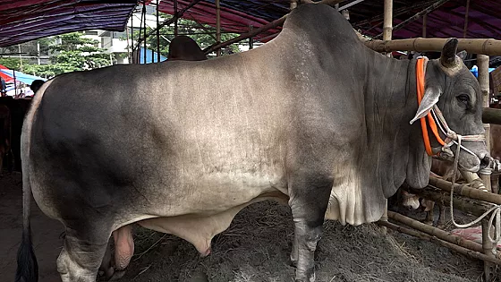 ৩০ মণ ওজনের গরু নাম ‘হামজা’