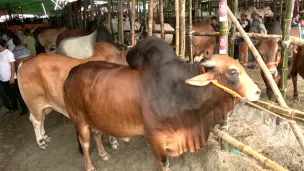 জমে উঠেছে রাজধানীর কোরবানির হাট, দামে সন্তুষ্ট ক্রেতারা