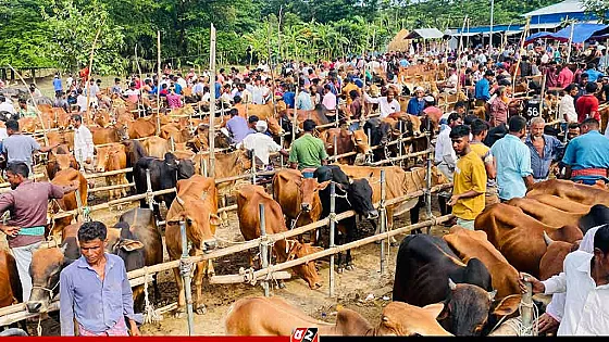 অজ্ঞান পার্টির খপ্পরে গরু ব্যবসায়ী, উধাও ২৫ লাখ টাকা