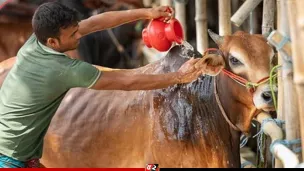 ঈদের দ্বিতীয় দিনেও চলছে পশু কোরবানি
