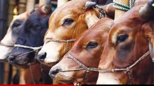 এবারের ঈদে দেশে ৯১ লাখ পশু কোরবানি