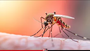 দেশে ২৪ ঘণ্টায় ডেঙ্গু আক্রান্ত ২৮৮