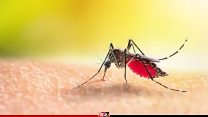 বরগুনায় ডেঙ্গু জ্বরে ২ জনের মৃত্যু
