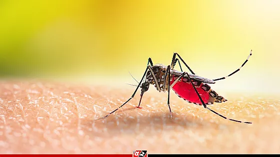বরগুনায় ডেঙ্গু জ্বরে ২ জনের মৃত্যু