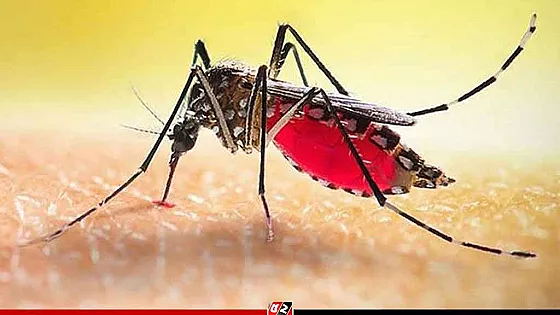একদিনে আরও ২৪৪ জনের ডেঙ্গু শনাক্ত, সবচেয়ে বেশি বরিশালে 