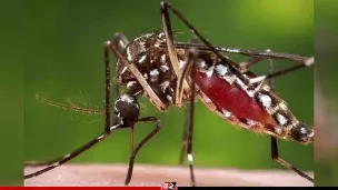 রাজধানীর ১৩ ওয়ার্ডের ডেঙ্গু পরিস্থিতি নিয়ন্ত্রণের বাইরে 