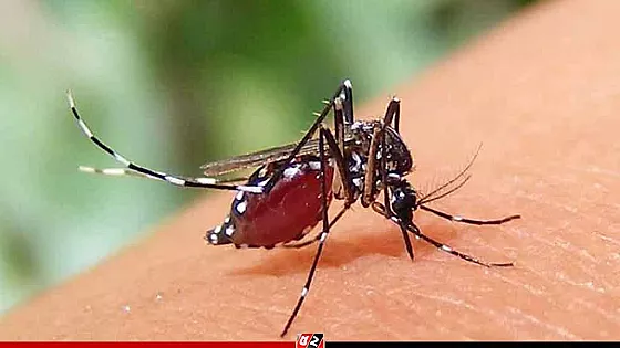 ডেঙ্গুতে আরও একজনের মৃত্যু, হাসপাতালে ভর্তি ৩২৯