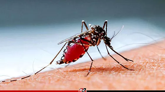 ডেঙ্গুতে হাসপাতালে আরও ৩২৬ জন, মৃত্যু ২