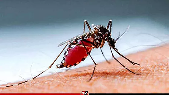 ২৪ ঘণ্টায় রেকর্ড ৪২৯ জন ডেঙ্গু রোগী হাসপাতালে ভর্তি