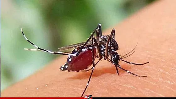 ২৪ ঘণ্টায় আরও ৩৮৬ জনের ডেঙ্গু শনাক্ত, ১ জনের মৃত্যু