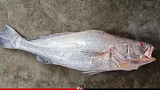 এক পোয়া মাছ বিক্রি হলো ৮০ হাজার টাকায়