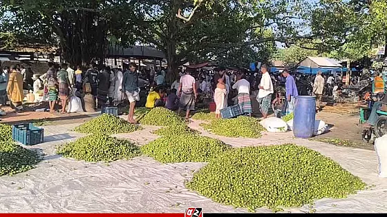 সিরাজগঞ্জের বাগবাটিতে জমে উঠেছে জলপাইয়ের হাট