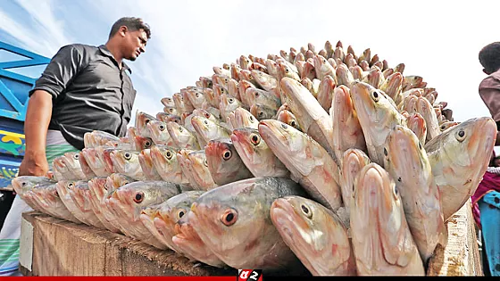 ইলিশ শিকারে ২২ দিনের নিষেধাজ্ঞা শেষ হচ্ছে আজ   