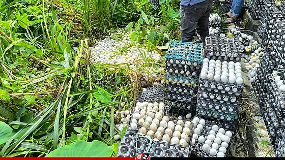 কোল্ড স্টোরেজে অভিযান, দুই লাখ পচা ডিম জব্দ 