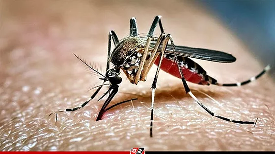 ডেঙ্গু আক্রান্ত হয়ে হাসপাতালে নতুন করে ভর্তি ৬৫৯