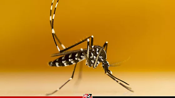 ডেঙ্গু কেড়ে নিলো আরও ৬ প্রাণ