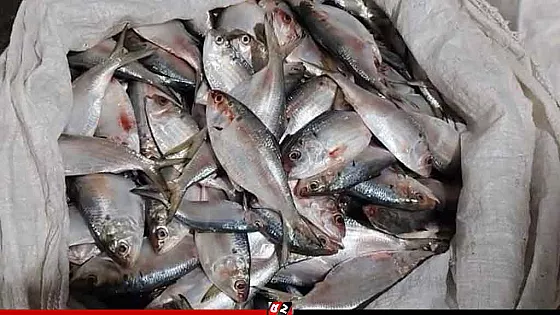 মধ্যরাত থেকে শুরু হচ্ছে জাটকা ইলিশ শিকারে নিষেধাজ্ঞা