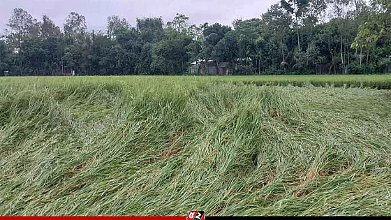 ঝড়ো হাওয়া ও বৃষ্টিতে আমন ধান হেলে পড়ায় দুশ্চিন্তায় কৃষক 