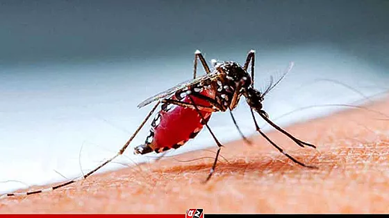 ডেঙ্গু কেড়ে নিলো আরও ৫ প্রাণ, হাসপাতালে ১১৩৯
