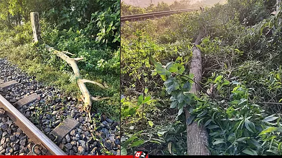 ফেনীতে রেললাইনে গাছ ফেলে নাশকতার চেষ্টা
