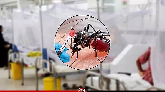 ডেঙ্গুতে ৩ জনের মৃত্যু, হাসপাতালে ৮৩৩