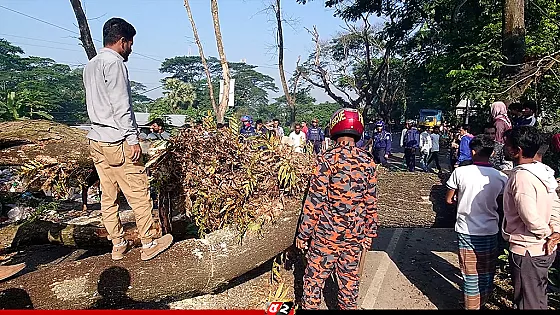 ঢাকা-বরিশাল মহাসড়কে গাছ ফেলে অবরোধ