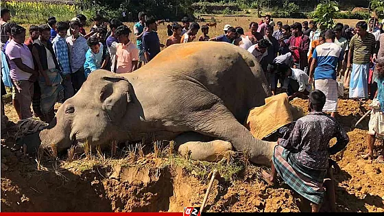 বিদ্যুৎস্পৃষ্ট হয়ে আবারও বন্যহাতির মৃত্যু
