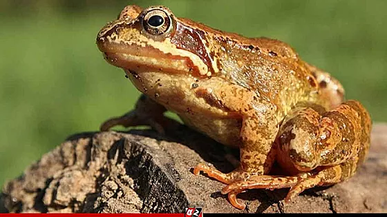 ভূমিকম্পের আগাম বার্তা দেয় বাড়ির আঙিনার কুনো ব্যাঙ