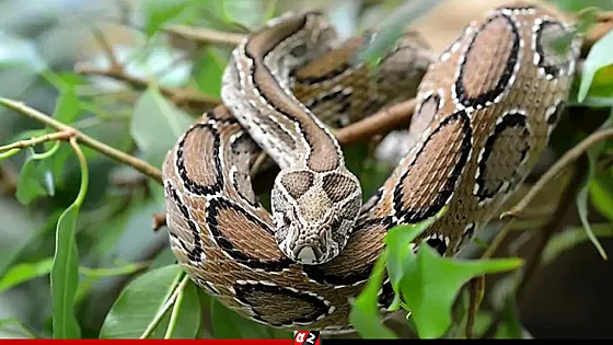 কামড় খেয়ে জীবিত রাসেলস ভাইপার নিয়ে হাসপাতালে কৃষক