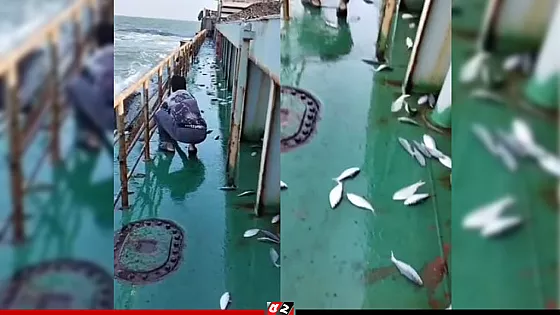 বঙ্গোপসাগরে কয়লাবাহী জাহাজে লাফিয়ে উঠলো ৩ মণ ইলিশ