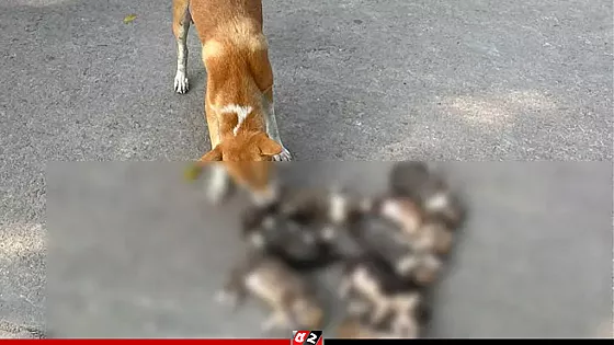 ৮ কুকুরছানা হত্যার অভিযোগে সরকারি কর্মকর্তাকে বাসভবন ছাড়ার নির্দেশ