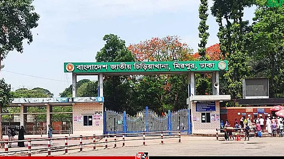 মিরপুর চিড়িয়াখানায় খাঁচার বাইরে সিংহ