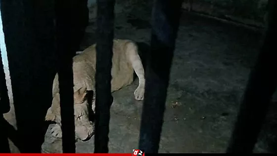 দুই ঘণ্টা পর ডেইজিকে ঢুকানো হলো খাঁচায়