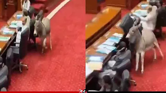 পাকিস্তানের সংসদে ঢুকে পড়েছে গাধা, অতঃপর...