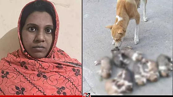 ৮ কুকুরছানা হত্যা মামলায় সেই নিশি রহমানের জামিন