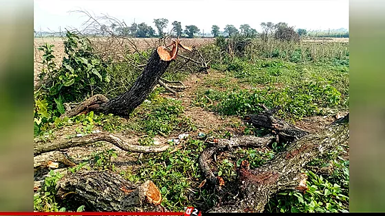 সরকারি কর্মকর্তাদের বিরুদ্ধে ৩ হাজার গাছ কাটার অভিযোগ 