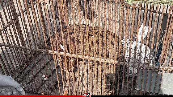 আহত অবস্থায় পড়েছিলো মেছো বাঘ, উদ্ধার করলো বন বিভাগ