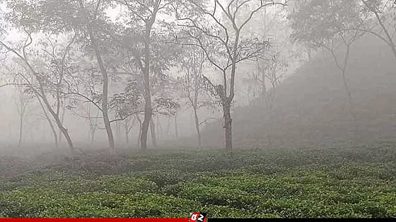 শ্রীমঙ্গলে তীব্র শীত, তাপমাত্রা ১০ ডিগ্রির কাছাকাছি