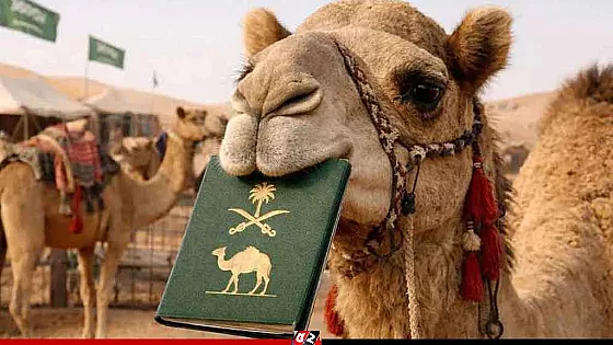 লাখ লাখ উটকে পাসপোর্ট দিচ্ছে সৌদি আরব!