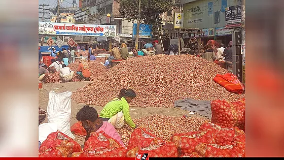 মুড়িকাটা পেঁয়াজে লোকসান,  দিশেহারা কৃষক