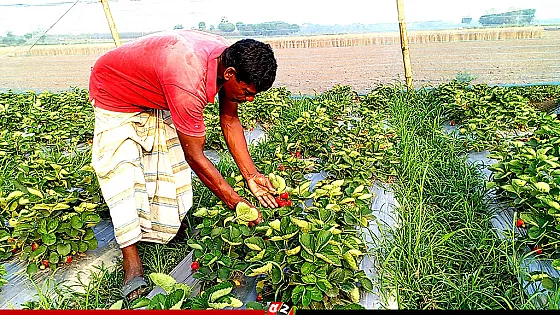 স্ট্রবেরি চাষে রকিবুলের বাজিমাত