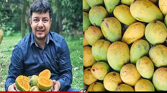 আমের ভুয়া অর্ডার পেয়ে জামায়াতকে দুষলেন তারেক রহমান